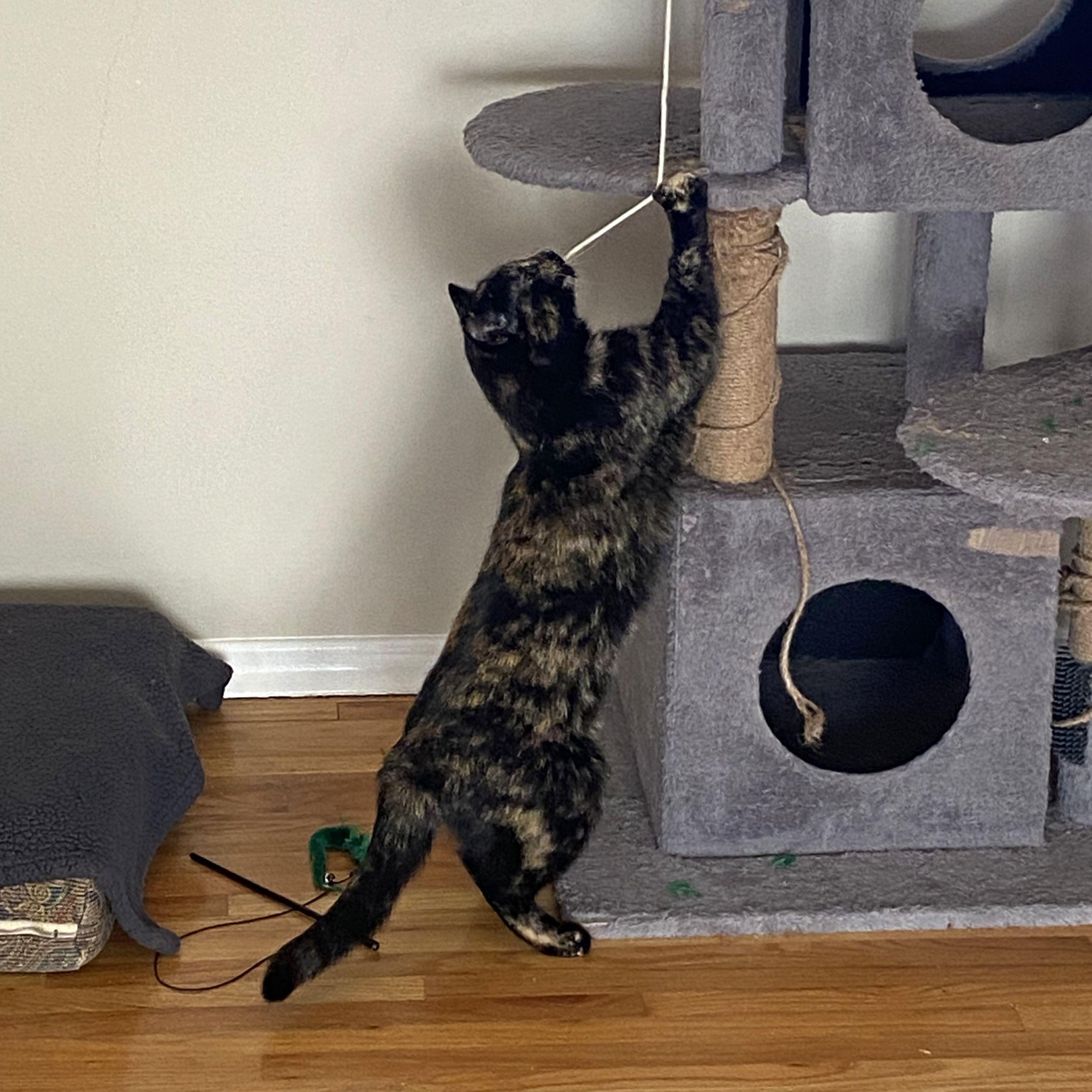 Enlarge Elena, a ADOPTABLE Domestic Short Hair in Calgary, AB image 3/5