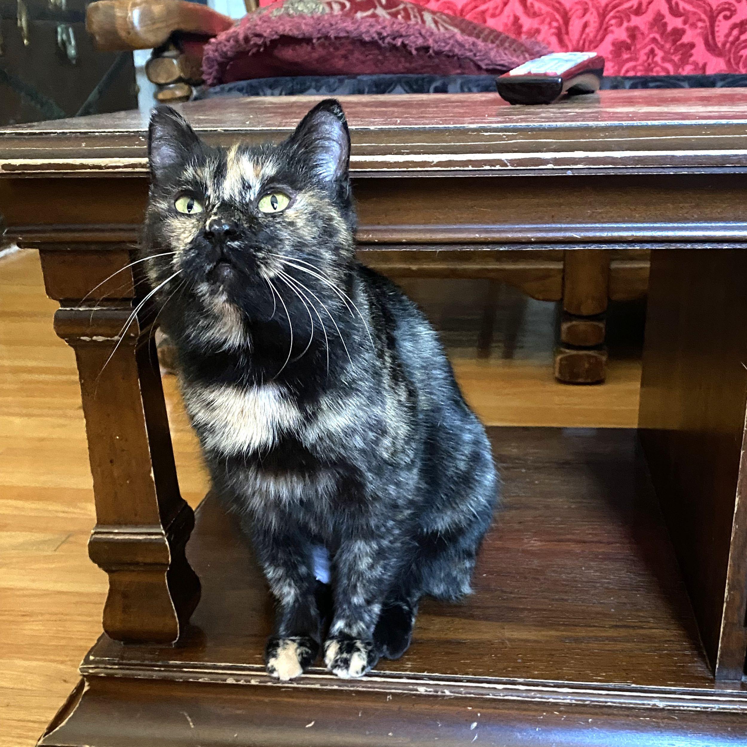 Elena, ADOPTABLE, Adult Female Domestic Short Hair.