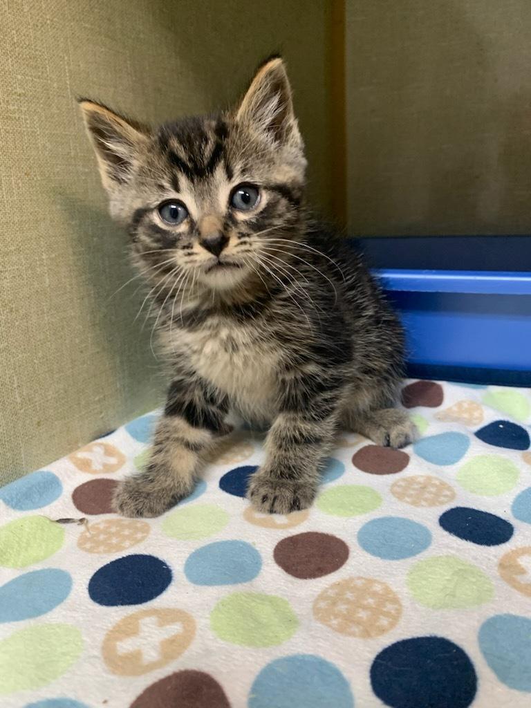 Corn, an adoptable Domestic Short Hair in wetaskiwin, AB, t9a 2j4 | Photo Image 1