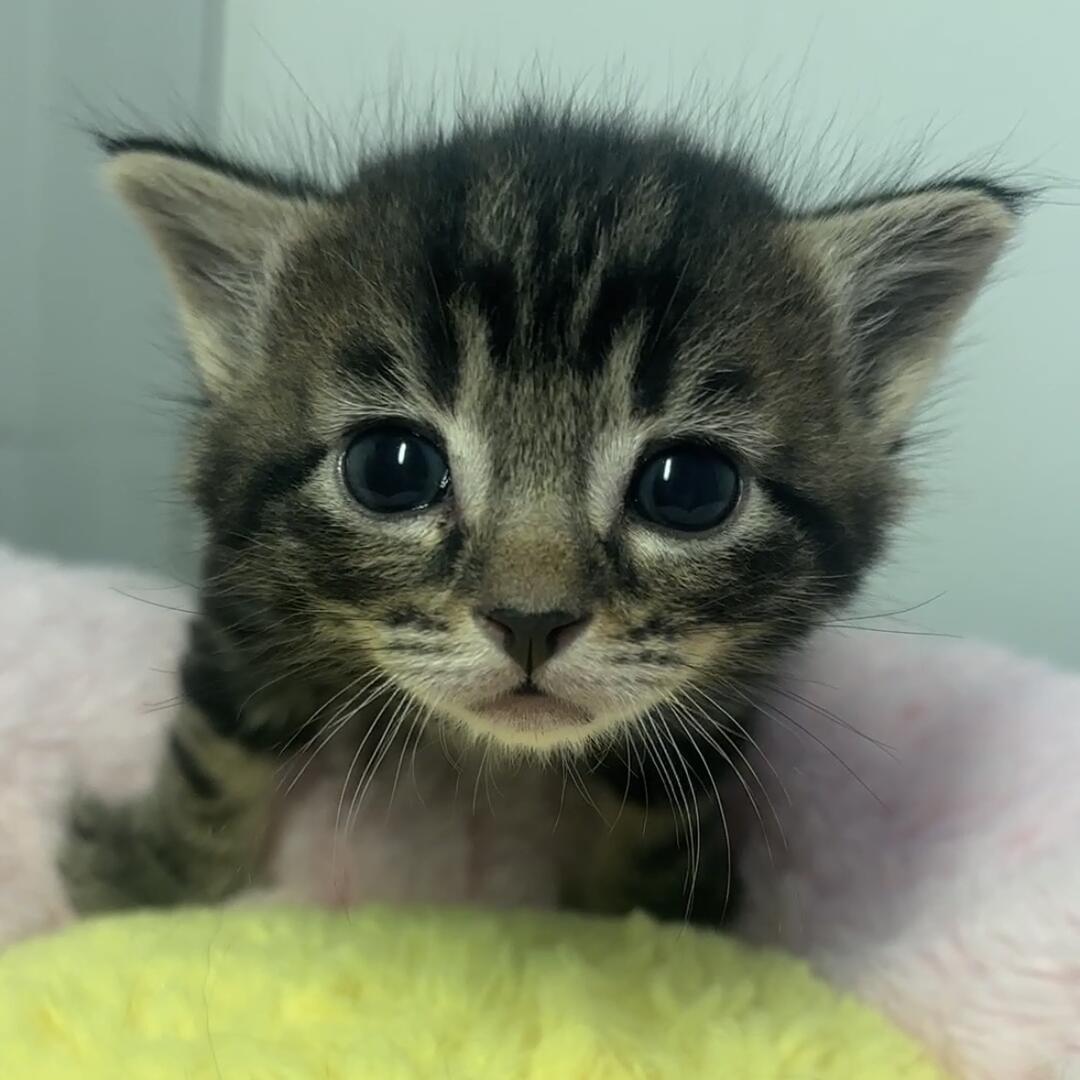Gadget, Baby Male Domestic Short Hair
