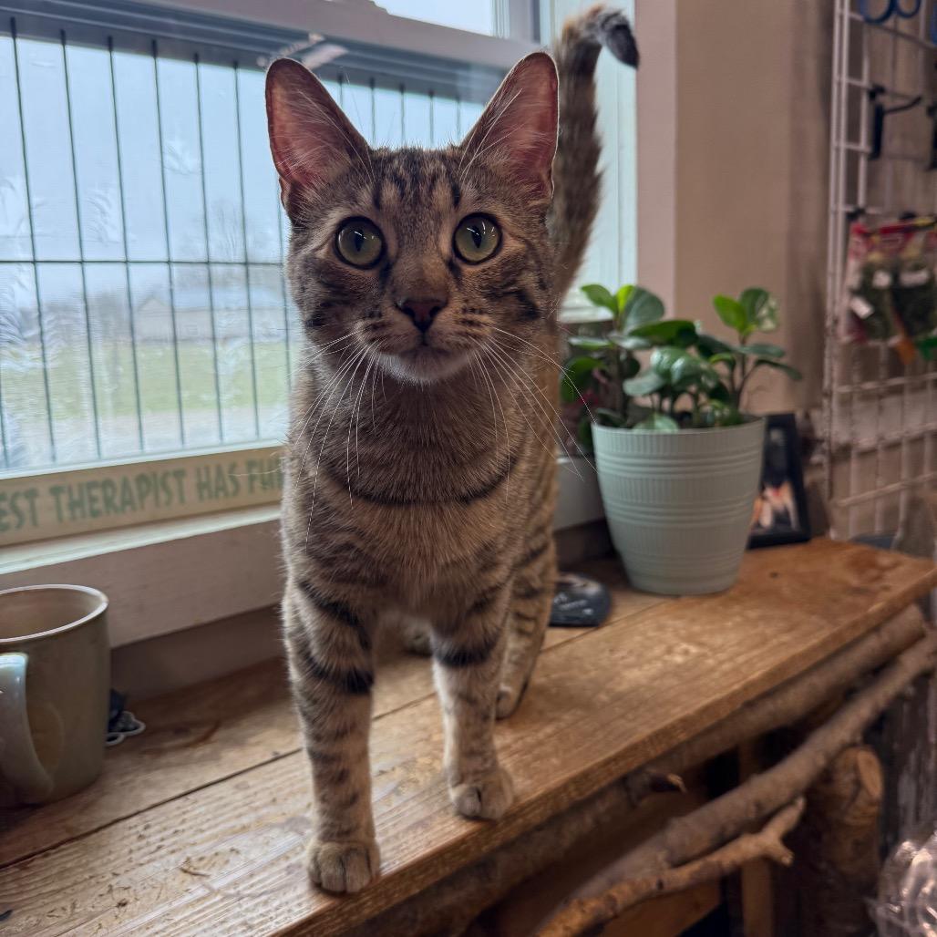 Enlarge Biscuit, a Adoptable Domestic Short Hair in Union City, PA image 1/6