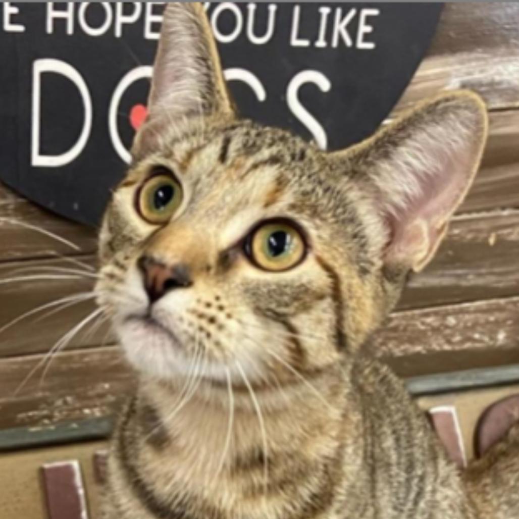 Enlarge Biscuit, a Adoptable Domestic Short Hair in Union City, PA image 2/6