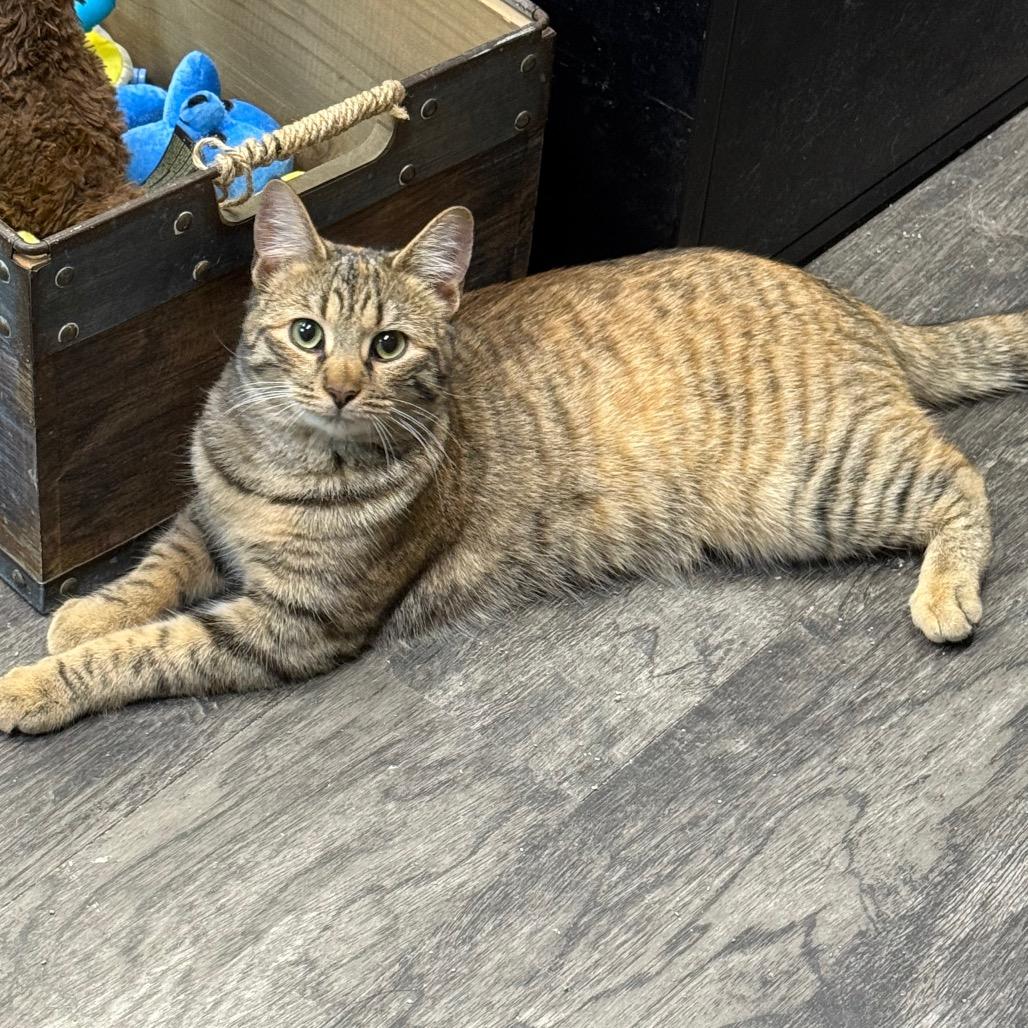 Enlarge Biscuit, a Adoptable Domestic Short Hair in Union City, PA image 3/6