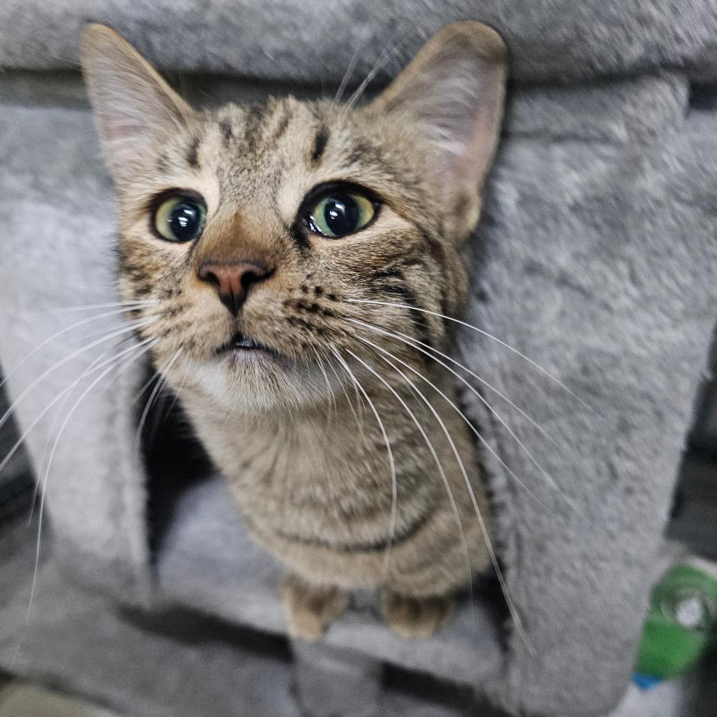 Enlarge Biscuit, a Adoptable Domestic Short Hair in Union City, PA image 4/6