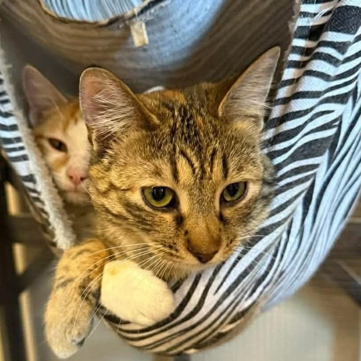 Enlarge Biscuit, a Adoptable Domestic Short Hair in Union City, PA image 5/6