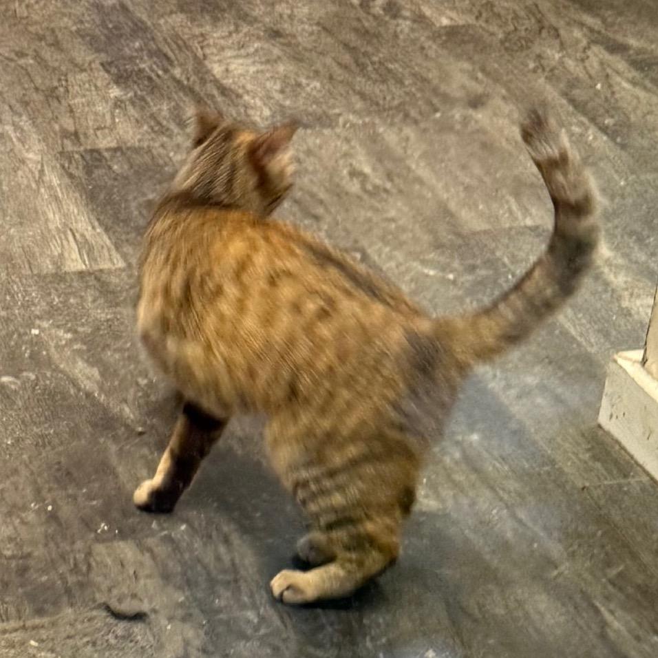 Enlarge Biscuit, a Adoptable Domestic Short Hair in Union City, PA image 6/6