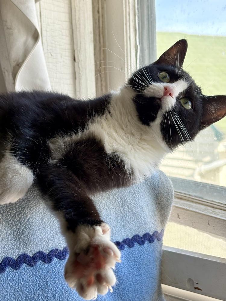 Veronica, Adoptable, Kitten Female Domestic Short Hair.