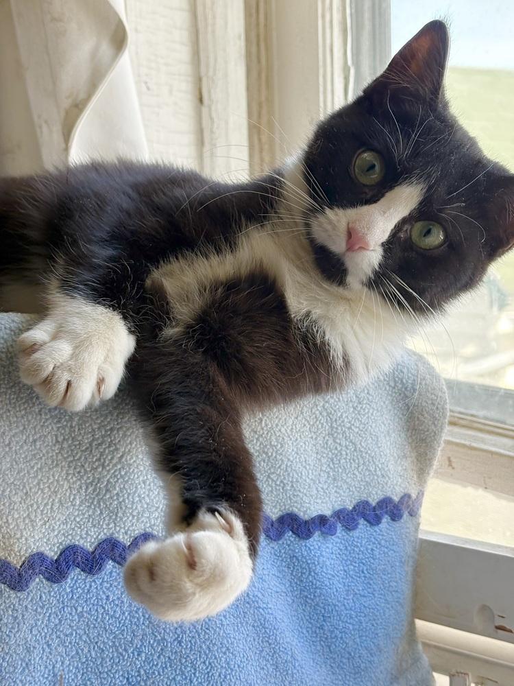 Veronica, a Adoptable mixed breed in East Greenville, PA image 2/6