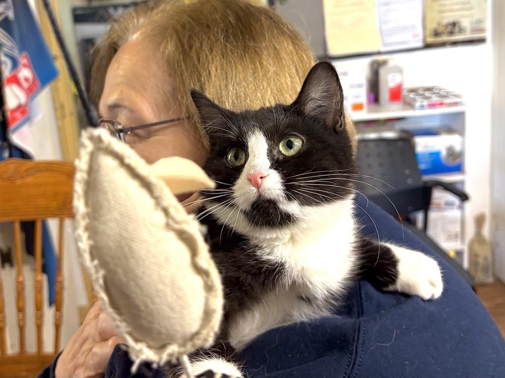Veronica, a Adoptable mixed breed in East Greenville, PA image 3/6