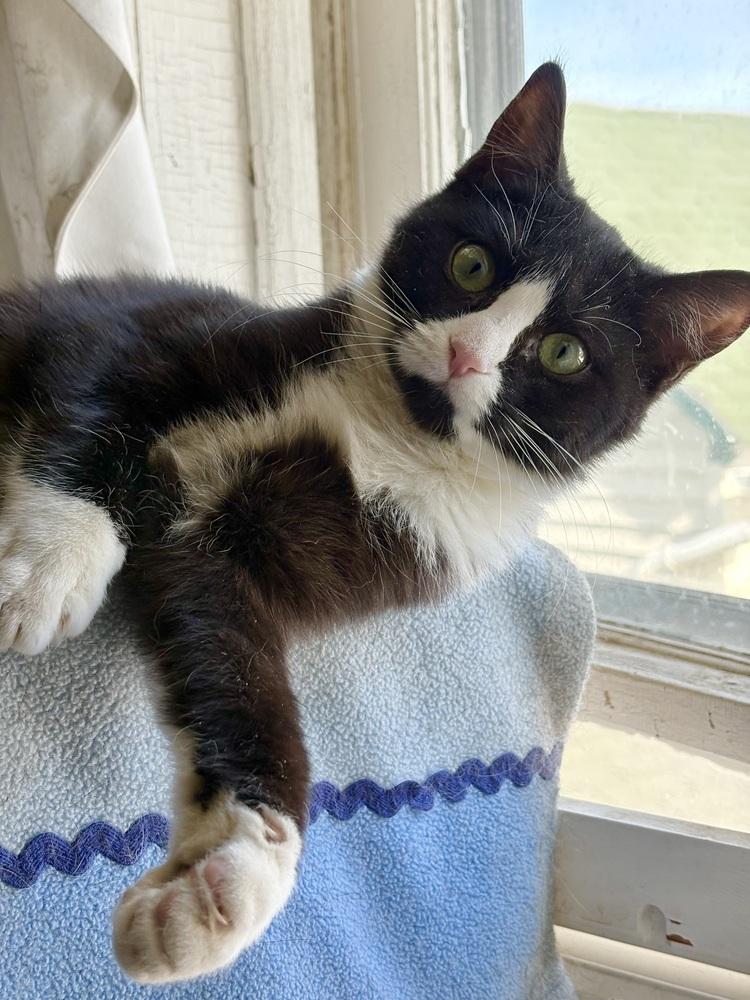 Veronica, a Adoptable mixed breed in East Greenville, PA image 4/6