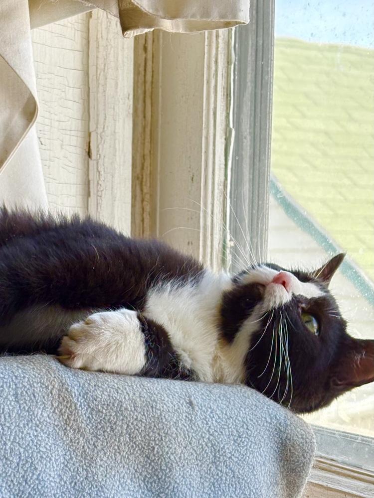 Veronica, a Adoptable mixed breed in East Greenville, PA image 5/6