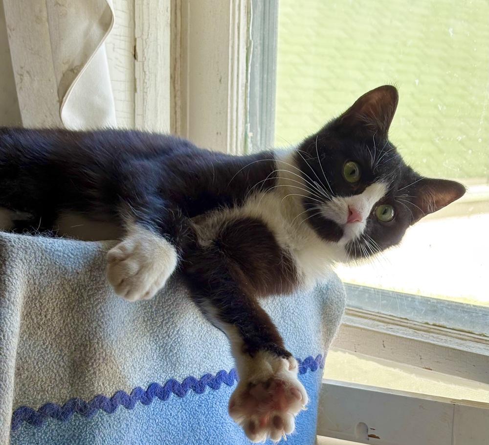 Veronica, a Adoptable mixed breed in East Greenville, PA image 6/6