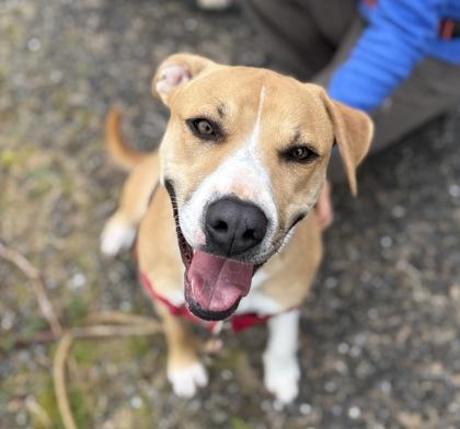 Enlarge Sassafrass, a Adoptable mixed breed in Burlington, WA image 1/3