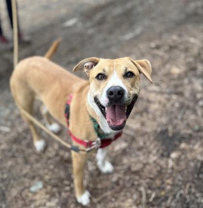 Enlarge Sassafrass, a Adoptable mixed breed in Burlington, WA image 2/3