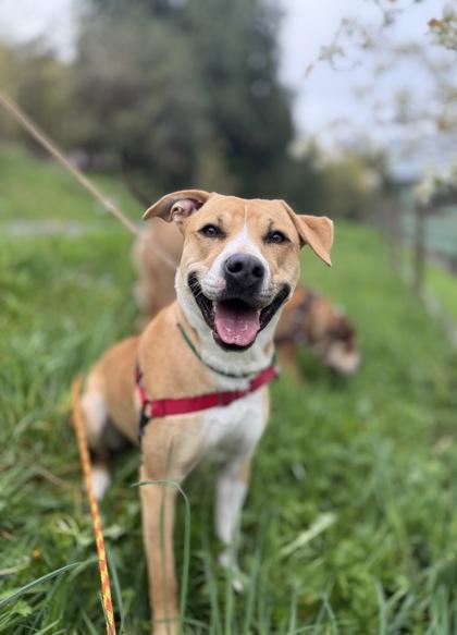 Enlarge Sassafrass, a Adoptable mixed breed in Burlington, WA image 3/3