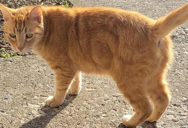 Enlarge Julius, a Adopted Tabby in Salem, OR image 2/5