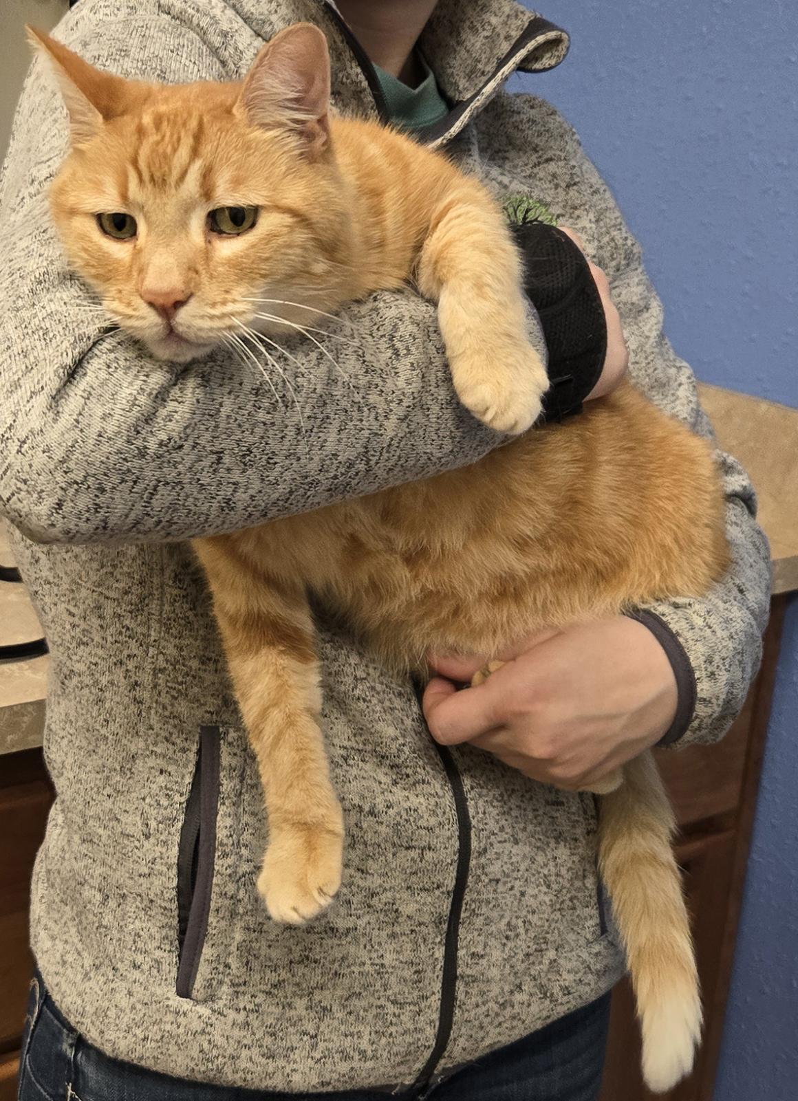 Enlarge Julius, a Adopted Tabby in Salem, OR image 5/5