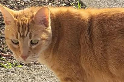Enlarge Julius, a Adopted Tabby in Salem, OR image 3/5