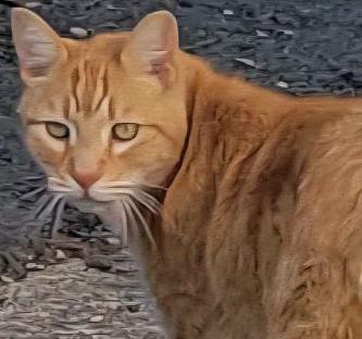 Enlarge Julius, a Adopted Tabby in Salem, OR image 1/5