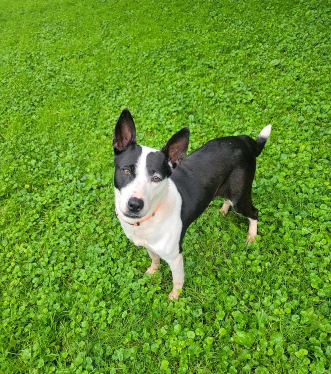 Enlarge June bug, a Adoptable Australian Cattle Dog / Blue Heeler in merrillville, IN image 1/3