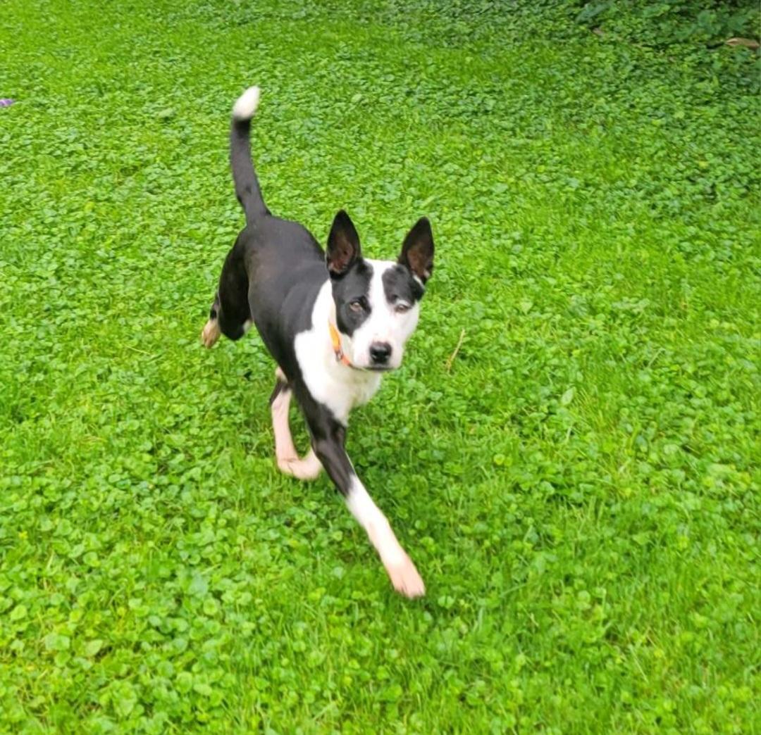 Enlarge June bug, a Adoptable Australian Cattle Dog / Blue Heeler in merrillville, IN image 3/3