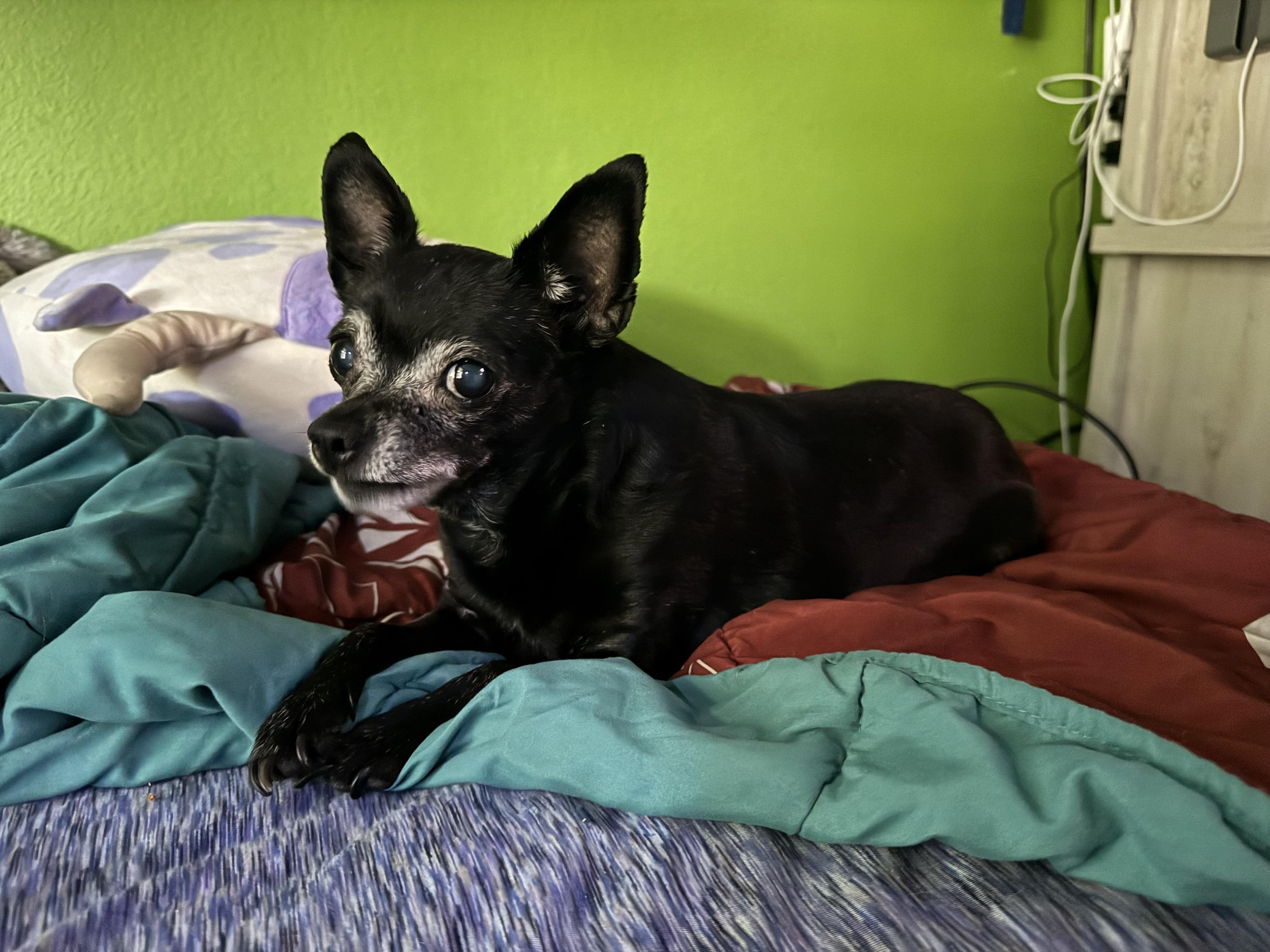 Enlarge Betty, a Adopted Chihuahua in Boise, ID image 2/3