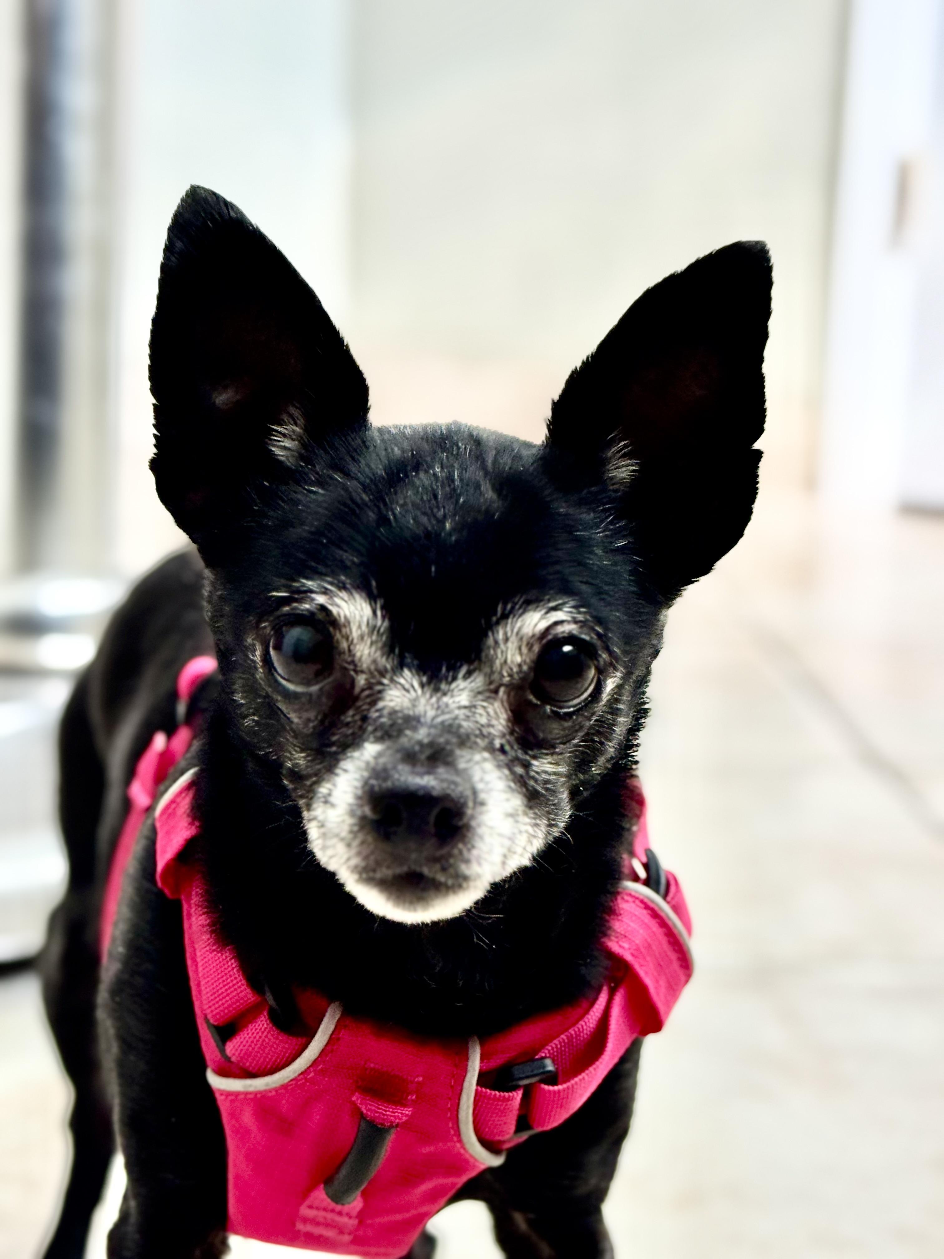 Betty, Adopted, Senior Female Chihuahua.
