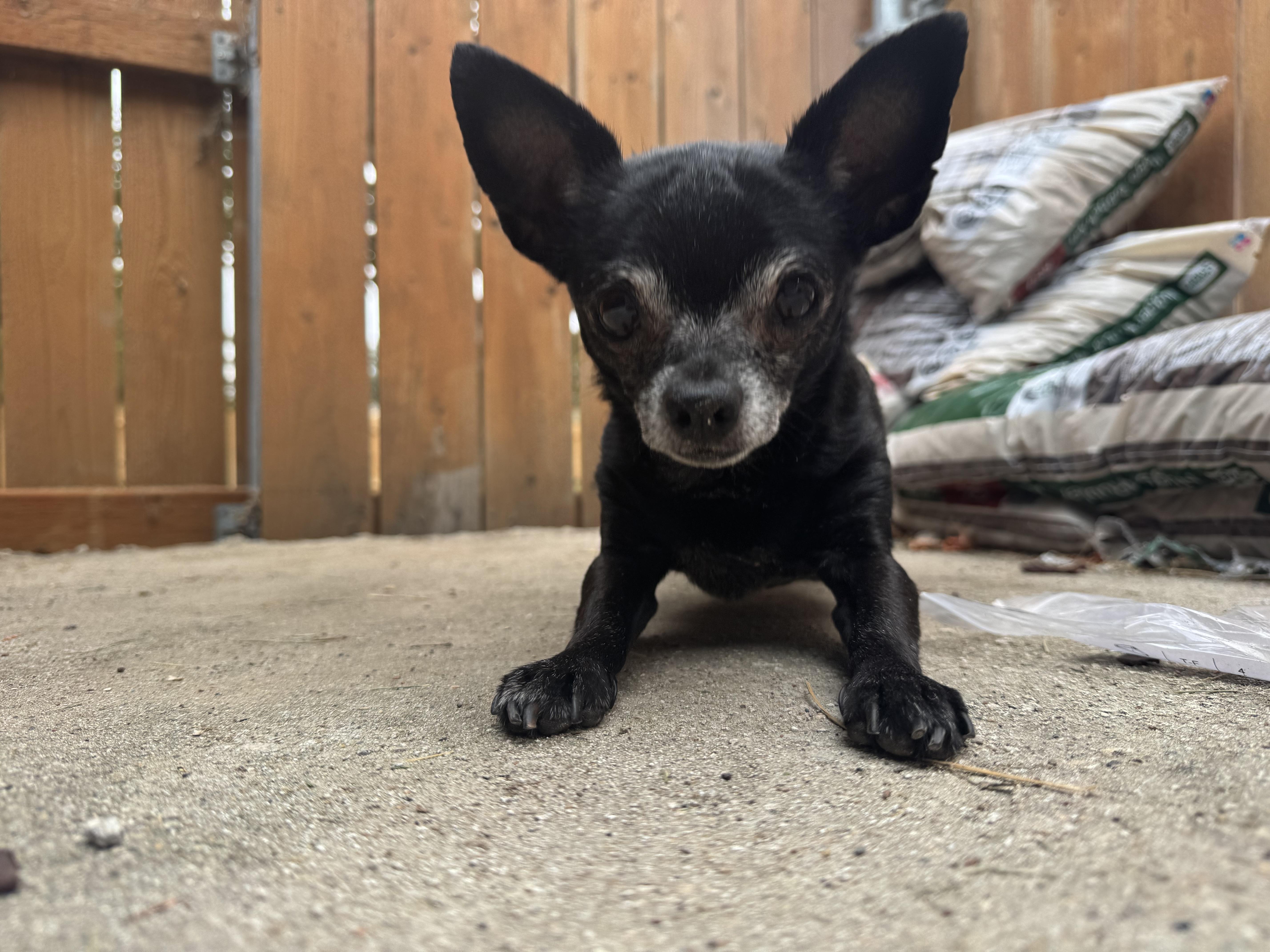 Enlarge Betty, a Adopted Chihuahua in Boise, ID image 3/3