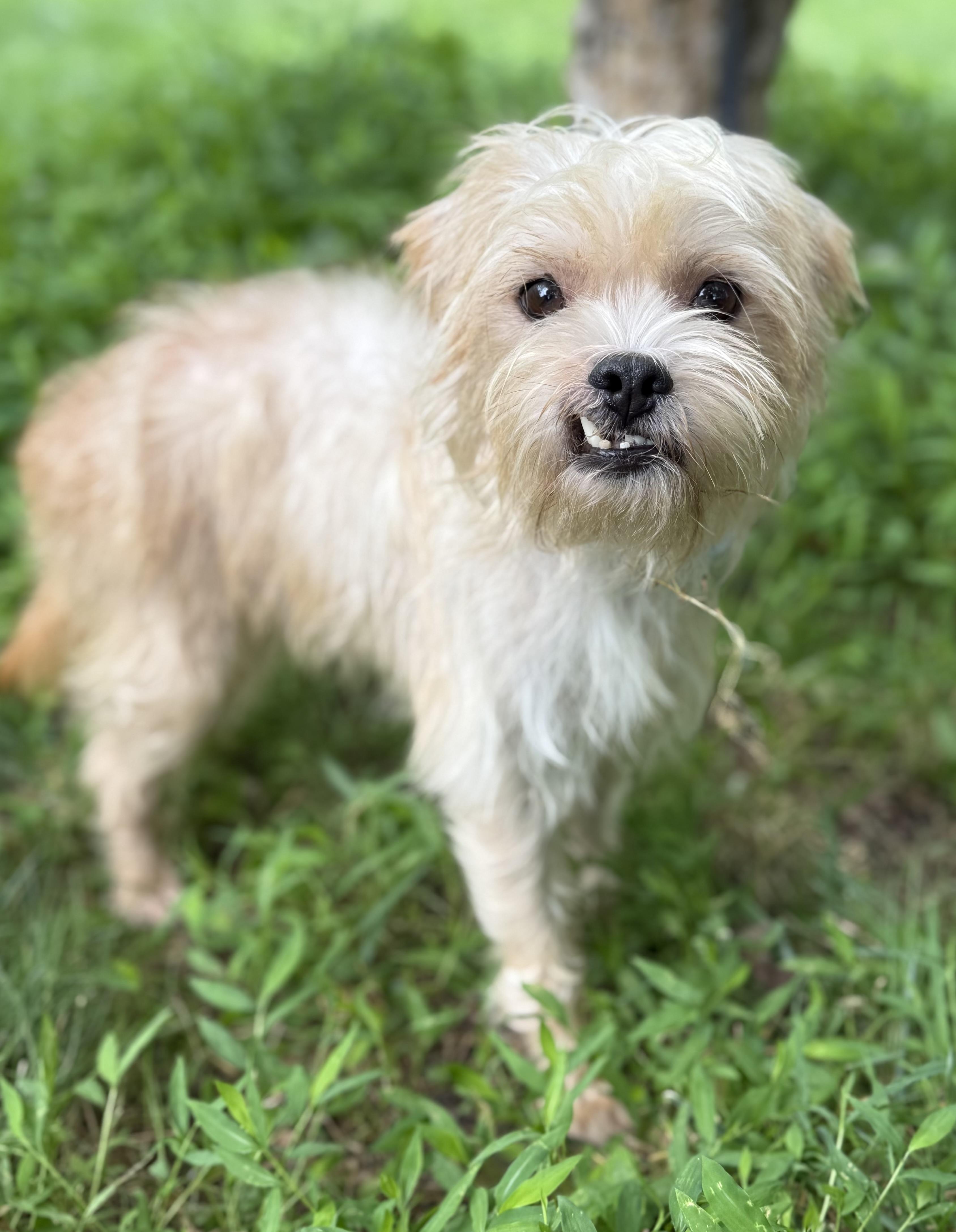 Twix Yorkshire Terrier Dog