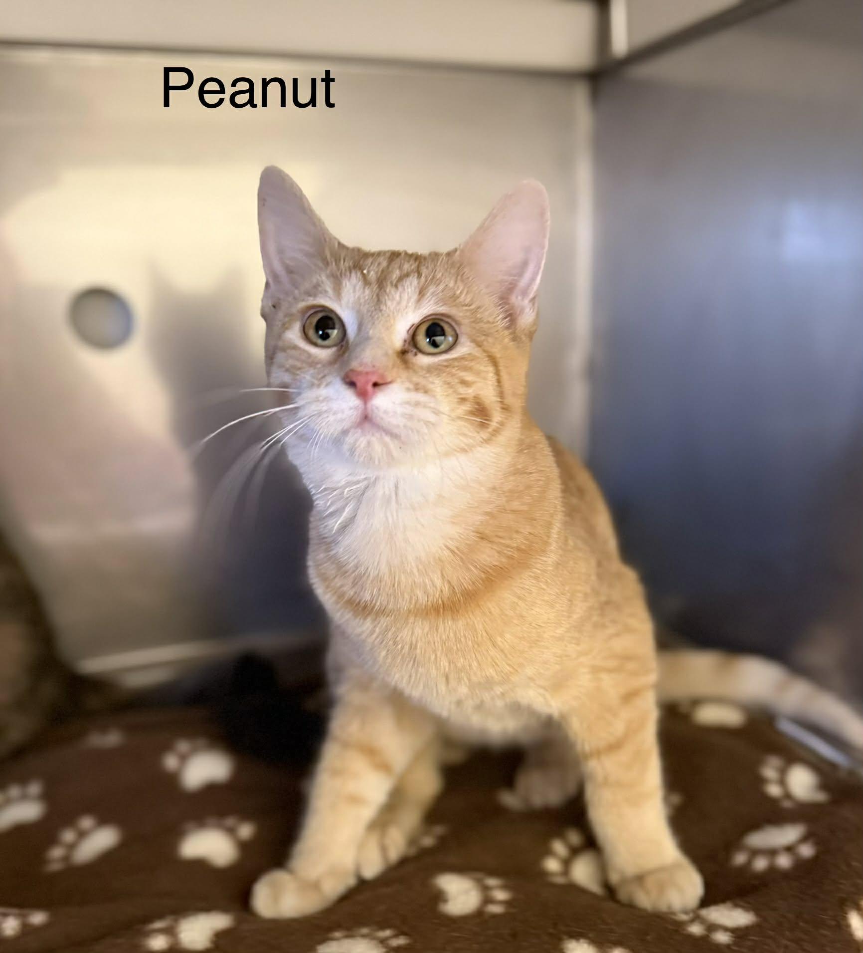 Peanut, a ADOPTABLE Domestic Short Hair in Mauston, WI image 1/2