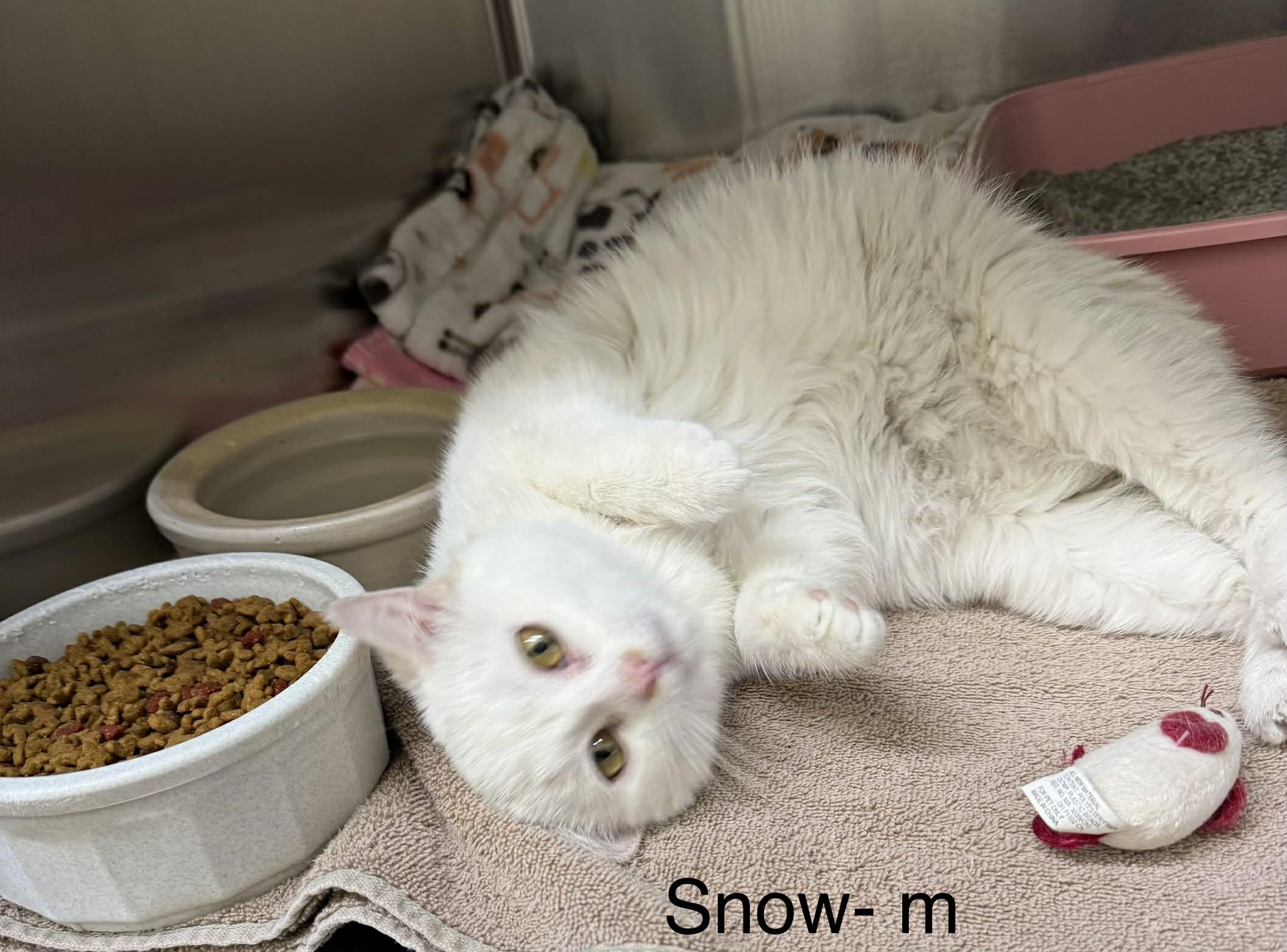 Peanut, a ADOPTABLE Domestic Short Hair in Mauston, WI image 2/2