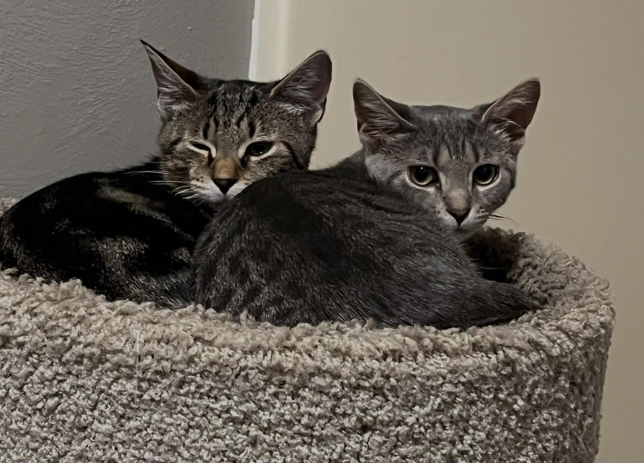 Enlarge Parkour and Platinum, a Adopted Tabby in New Kensington, PA image 1/1