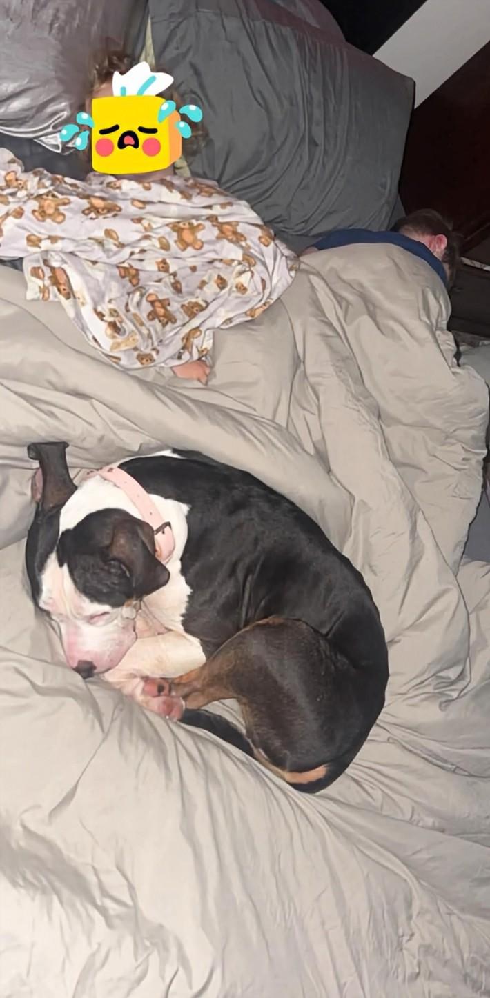 Harley - URGENT, a ADOPTABLE Staffordshire Bull Terrier in Knoxville, TN image 3/5