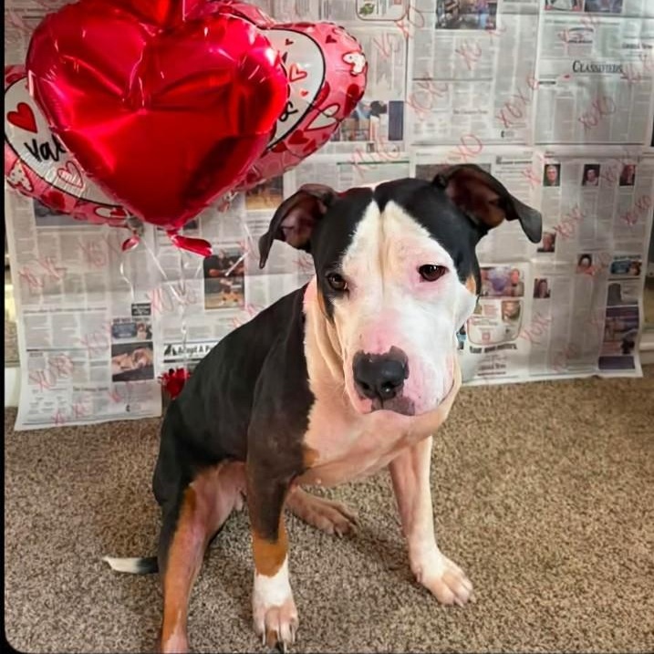Harley - URGENT, a ADOPTABLE Staffordshire Bull Terrier in Knoxville, TN image 5/5