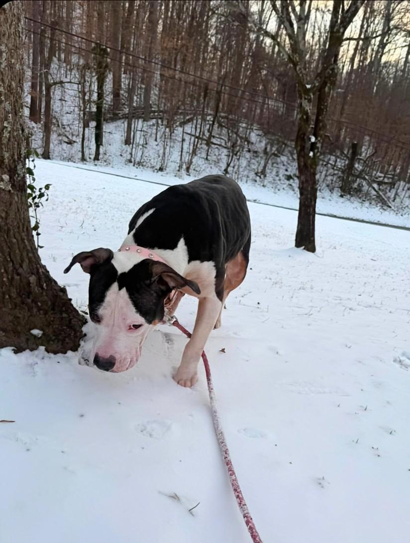 Harley - URGENT, a ADOPTABLE Staffordshire Bull Terrier in Knoxville, TN image 4/5