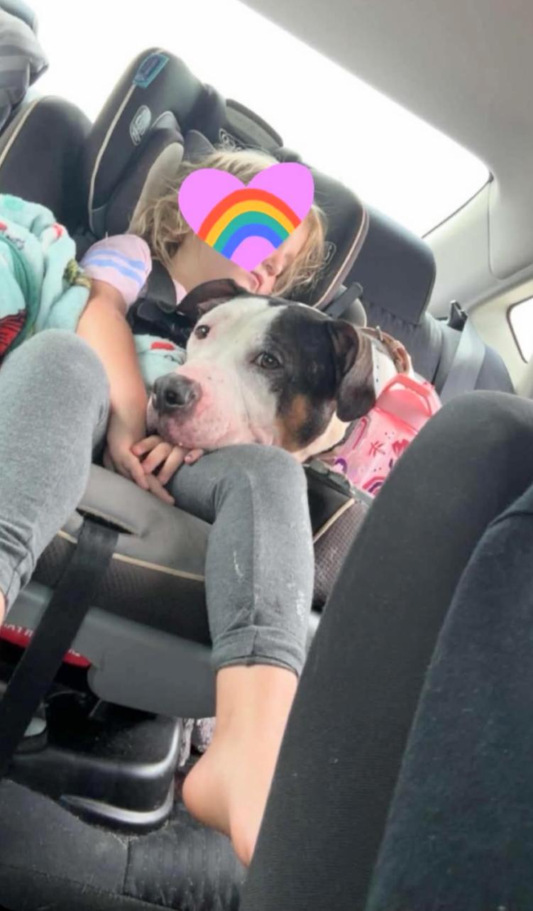 Harley - URGENT, a ADOPTABLE Staffordshire Bull Terrier in Knoxville, TN image 2/5