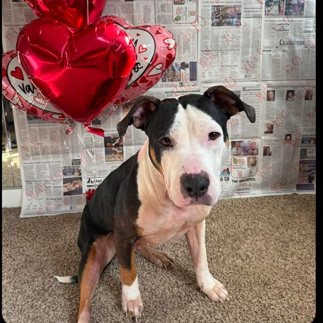 Harley - URGENT, ADOPTABLE, Young Female Staffordshire Bull Terrier.
