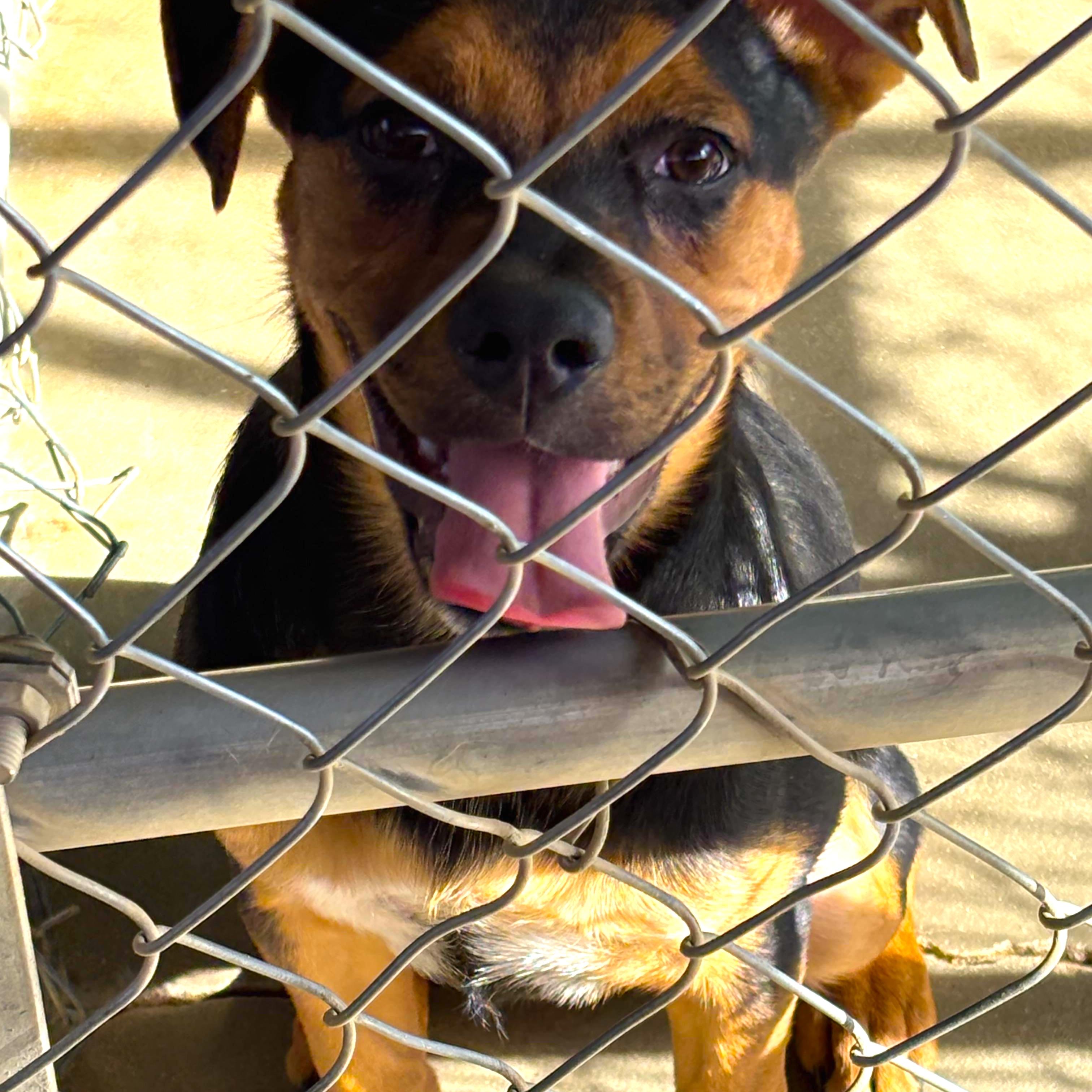 Enlarge DAISY MAY, a ADOPTABLE mixed breed in Joshua Tree, CA image 4/4