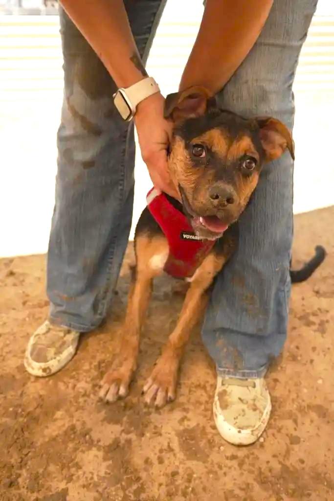 Enlarge DAISY MAY, a ADOPTABLE mixed breed in Joshua Tree, CA image 3/4