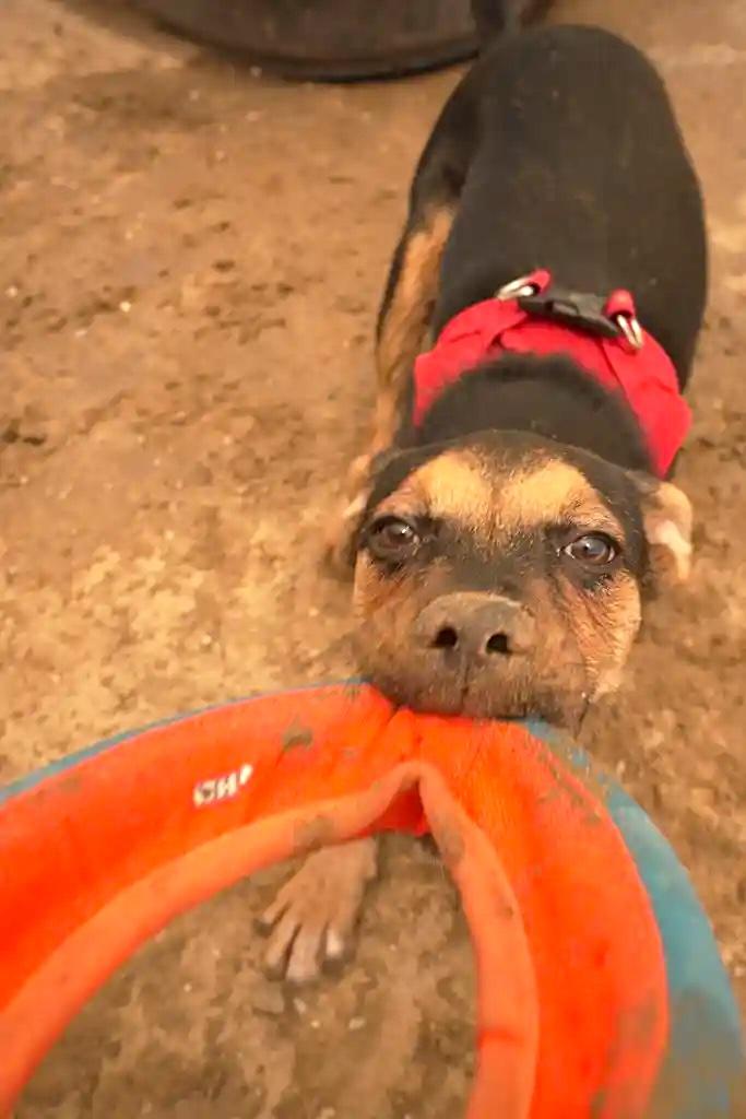 DAISY MAY, ADOPTABLE, Young Female Pug & Chocolate Labrador Retriever.