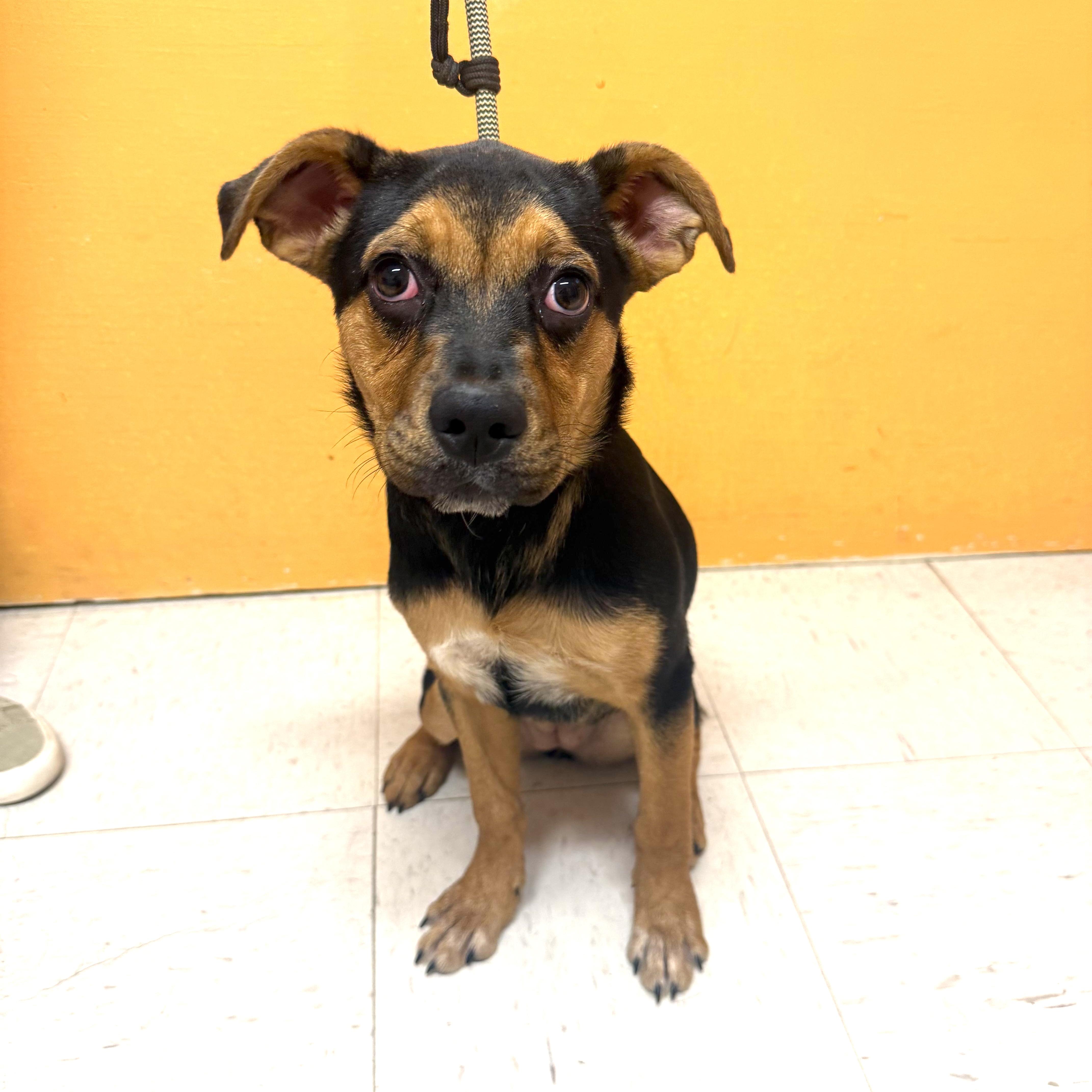 Enlarge DAISY MAY, a ADOPTABLE mixed breed in Joshua Tree, CA image 2/4