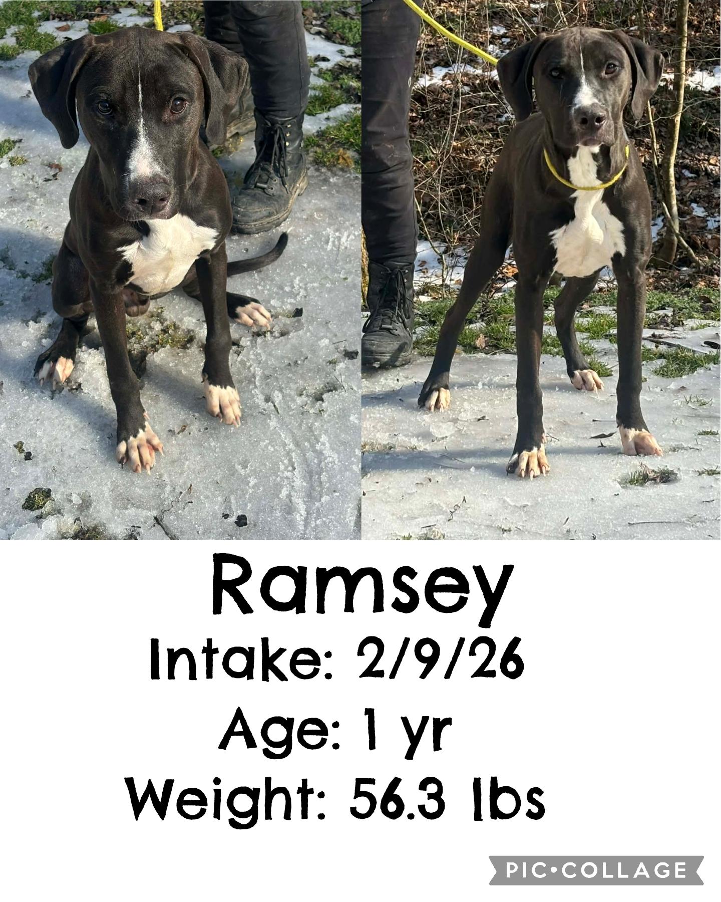 Enlarge Ramsey, a ADOPTABLE mixed breed in Staffordsville, KY image 1/1