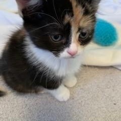 Maple, a Adoptable Domestic Short Hair in Ottawa, ON image 5/5