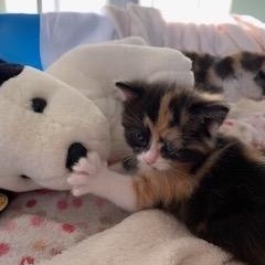 Maple, a Adoptable Domestic Short Hair in Ottawa, ON image 2/5