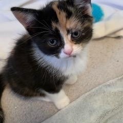 Maple, a Adoptable Domestic Short Hair in Ottawa, ON image 1/5