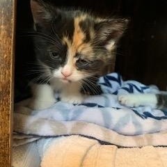 Maple, a Adoptable Domestic Short Hair in Ottawa, ON image 3/5