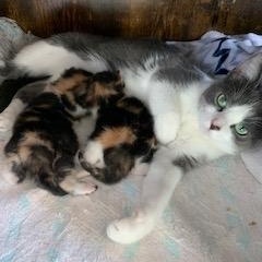 Maple, a Adoptable Domestic Short Hair in Ottawa, ON image 4/5