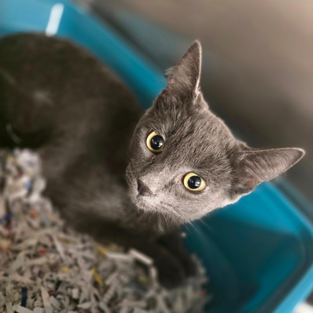Enlarge S'more, a Adoptable Russian Blue in Waldorf, MD image 1/1