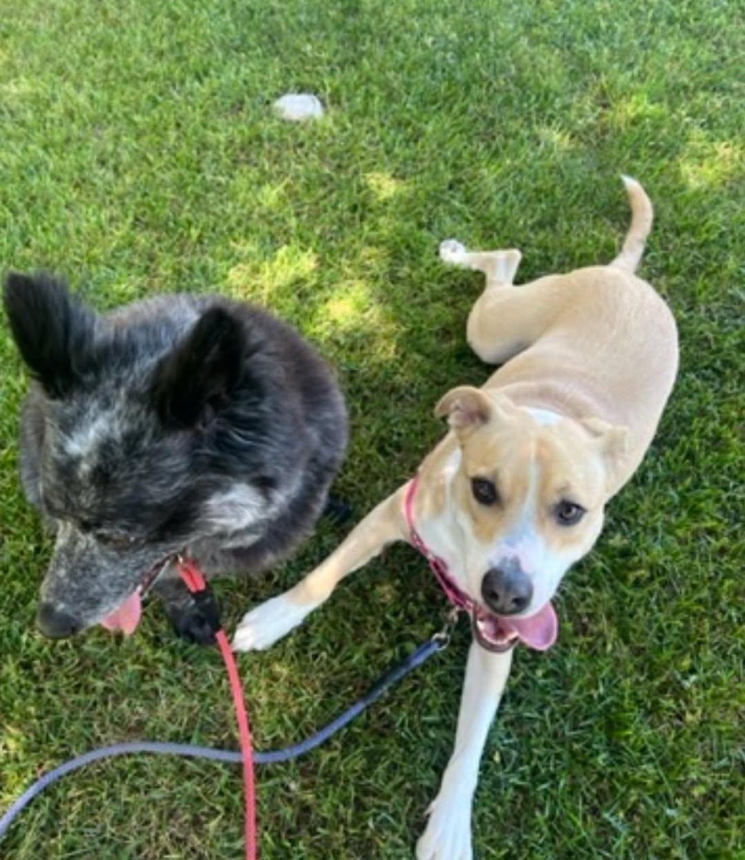 Enlarge Maybe, an adopted mixed breed in Rohnert Park, CA image 3/4