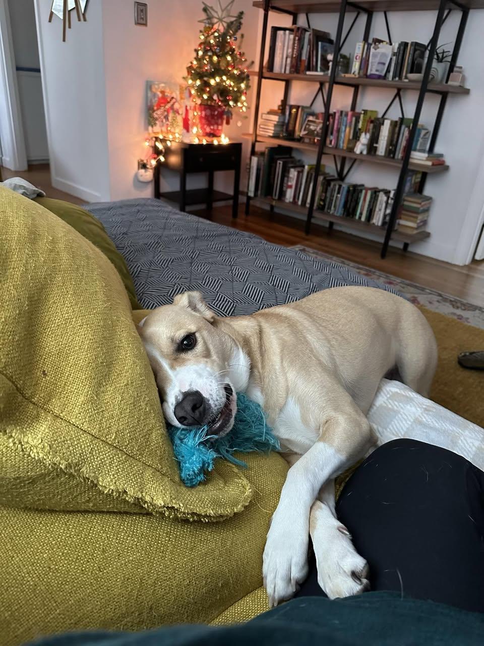 Enlarge Maybe, an adopted mixed breed in Rohnert Park, CA image 4/4